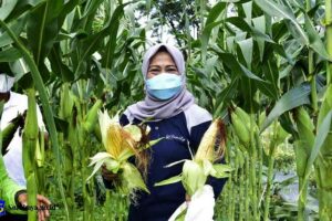 Jagung, salah satu alternatif bahan pangan pengganti padi