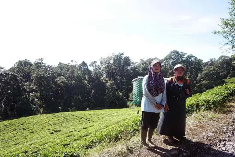 Kawasan Kebun Teh Rancabali di Jawa Barat (foto: Hendra Brata, pilar.id)