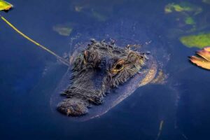 Ilustrasi buaya. Beberapa spesiesnya dipercaya satwa purba yang bertahan hingga sekarang (foto: Sterlinglanier Lanier, unsplash)