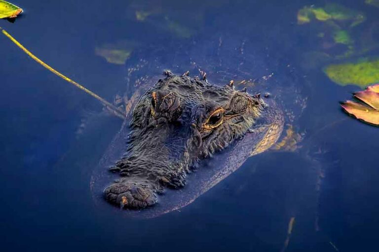 Ilustrasi buaya. Beberapa spesiesnya dipercaya satwa purba yang bertahan hingga sekarang (foto: Sterlinglanier Lanier, unsplash)