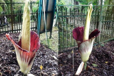Bunga bangkai koleksi Kebun Raya Cibodas (foto: Dok BRIN)