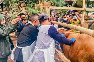 Masyarakat dan peternak diminta memahami penyakit ini, sehingga bisa segera melaporkan jika ada sapi yang mati mendadak kepada dinas peternakan.