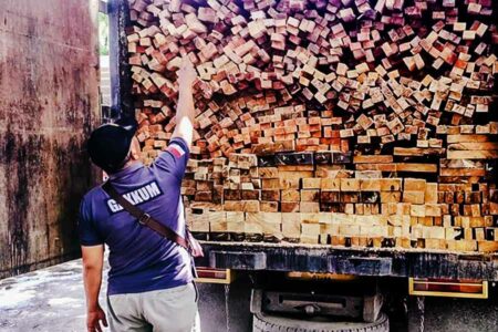 KLHK Tangkap Dua Pelaku Illegal Logging di Sumatera Barat Petugas menunjukkan bukti illegal logging di Solok Selatan, Sumatera Barat.