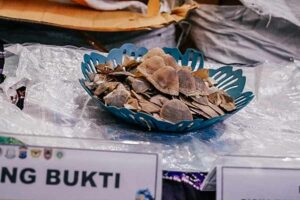 KLHK Terus Kawal Kasus Penyelundupan 360 Kilogram Sisik Trenggiling Barang bukti sisik trenggiling yang akan diselundupkan