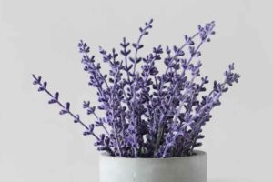 Selain jadi bunga penghias rumah, lavender ternyata cukup efektif mengusir nyamuk (foto: Joyce Toh, unsplash)