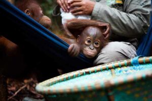 Gandeng Yayasan BOS, PHI Dukung Rehabilitasi dan Pengembalian Orangutan ke Habitat Asli