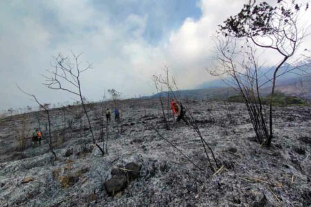 Kondisi semak belukar dan rerumputan di lereng Gunung Arjuno yang terbakar