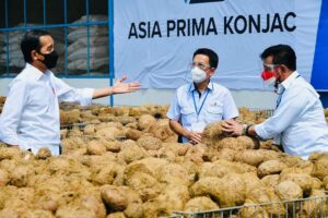 Mengenal Tanaman Porang, Sejarah dan Manfaat untuk Kesehatan yang Perlu Diketahui (foto: Dok BPMI Setpres)