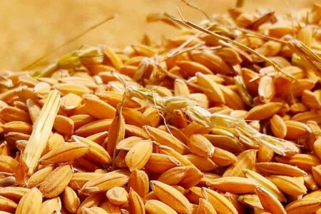 Potensi sumber daya genetik tanaman lokal sebagai solusi bagi ketergantungan masyarakat terhadap beras.