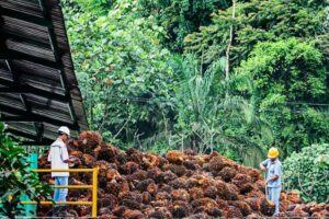 ANJ mengoperasikan enam perkebunan kelapa sawit yang telah berproduksi dan terintegrasi dengan lima pabrik CPO, serta memiliki satu perkebunan kelapa sawit di Sumatra Selatan.