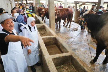 Gubernur Khofifah Indar Parawansa saat melakukan kunjungan di sebuah peternakan di Jawa Timur