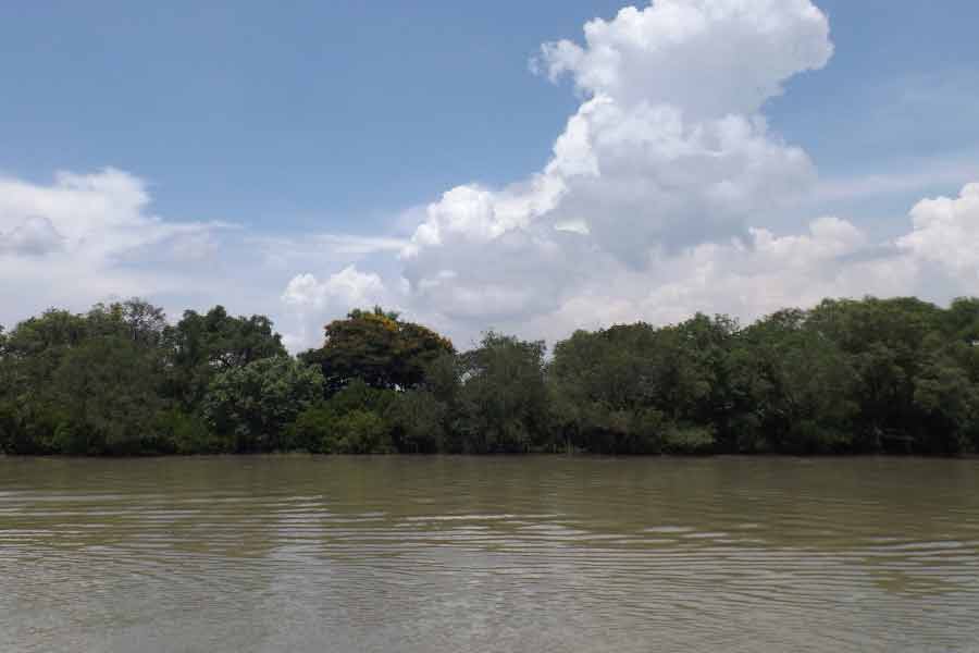 Pesona hutan mangrove di sisi timur Kota Surabaya