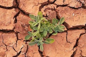 Krisis Iklim jadi Ancaman Global, Pakar: Instrumen Hukum bisa Jadi Solusi Ilustrasi global warming (foto: Renzo D'souza, unsplash)