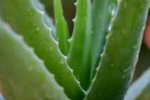 Lidah buaya atau aloe vera memiliki banyak manfaat, termasuk untuk perawatan kulit wajah (foto: pisauikan, unsplash)