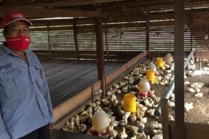 Pertamina EP Bunyu Dukung Ketahanan Pangan Lewat Pertanian Hidroponik dan Inovasi Peternakan Broiler