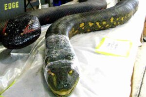 Sinopsis Anaconda (1997): Saat Perjalanan Peneliti Amerika Berubah jadi Mimpi Buruk Ular Raksasa Adegan dalam film Anaconda (1997)