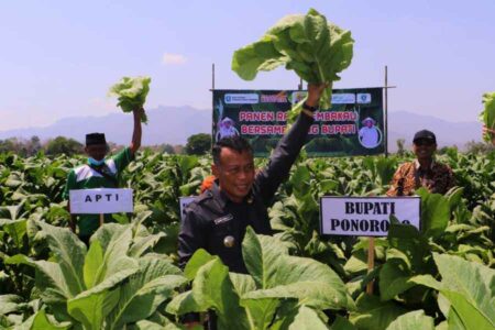 Masuki Musim Kemarau, Harga Tembakau Ponorogo Capai Rekor Tertinggi Bupati Sugiri saat mengikuti panen tembakau di Desa Bedi Wetan, Kecamatan Bungkal, Ponorogo (foto: dok kominfo ponorogo)