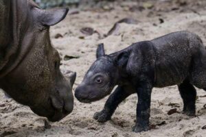 Anak badak sumatera (Dicerorhinus sumatrensis) berjenis kelamin betina lahir di Suaka Rhino Sumatera Taman Nasional Way Kambas