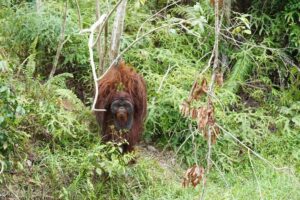 Adopsi Tiga Orangutan, PT Pertamina EP Wujudkan Komitmen Pelestarian Keanekaragaman Hayati