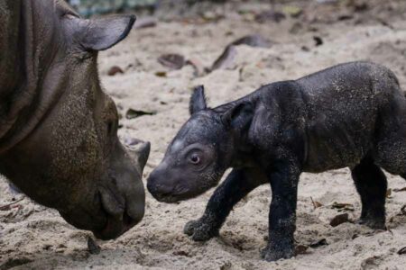 Senyum Ratu dari Taman Nasional Way Kambas, Satu Badak Sumatera Lahir ke Dunia Anak badak sumatera (Dicerorhinus sumatrensis) berjenis kelamin betina lahir di Suaka Rhino Sumatera Taman Nasional Way Kambas