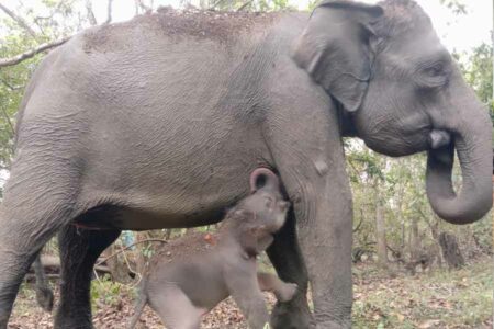 Bayi Gajah Sumatera jadi Warga Baru di Taman Nasional Way Kambas