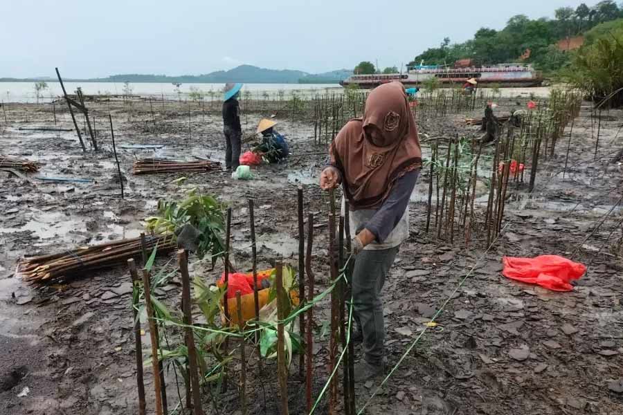 Giat mitigasi perubahan iklim dengan penanaman mangrove di wilayah operasional perusahaan PT Timah Tbk