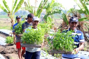 Kegiatan penanaman cabai bersama kelompok tani di Kelurahan Bangkingan Kecamatan Lakarsantri, Surabaya