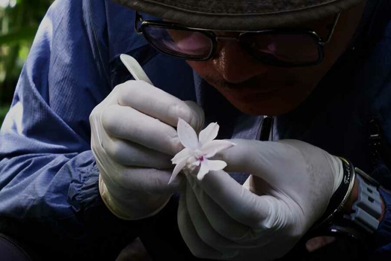 Bunga merupakan kunci identifikasi tumbuhan, termasuk anggrek. Taksonom melakukan pembedahan dan pengukuran bagian bunga berdasarkan sepal (kelopak), petal (mahkota), labellum (bibir/lidah), hingga ke bagian paling kecil yaitu serbuk sari atau polen. (foto: Titik Kartitiani, pilar.id)