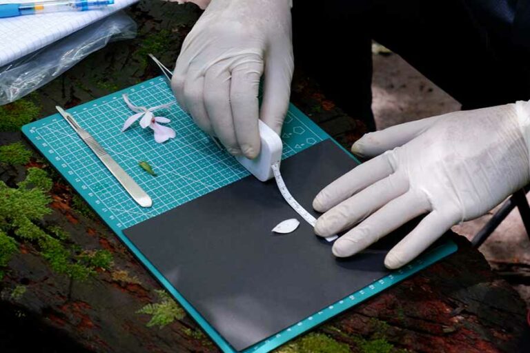 Bunga merupakan kunci identifikasi tumbuhan, termasuk anggrek. Taksonom melakukan pembedahan dan pengukuran bagian bunga berdasarkan sepal (kelopak), petal (mahkota), labellum (bibir/lidah), hingga ke bagian paling kecil yaitu serbuk sari atau polen. (foto: Titik Kartitiani, pilar.id)
