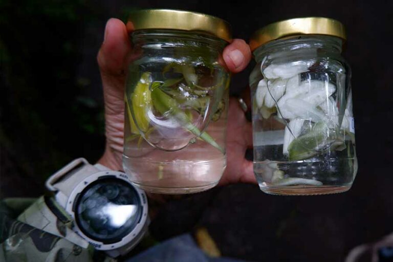 Bagian-bagian yang sudah dibedah dibuat spesimen berupa spesimen basah (dengan alkohol seperti di gambar) atau specimen kering untuk disimpan di institusi herbarium. Spesimen ini layaknya buku referensi yang menjadi bukti otentik eksistensi spesies yang pernah dideskripsikan, juga menjadi rujukan bagi taksonom selanjutnya. (foto: Titik Kartitiani, pilar.id)