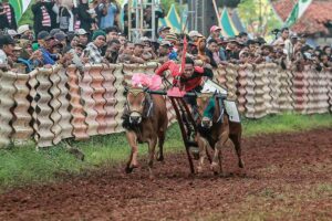 Kerapan Sapi Piala Bupati Sumenep dalam rangka Hari Ulang Tahun ke-3 Gridu (foto: Dok Kominfo Kab Sumenep)