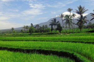 Pertumbuhan Ekonomi Indonesia Triwulan II Capai 5,12 Persen, Sektor Pertanian Jadi Penopang Utama Ilustrasi sawah yang menghampar di desa (foto: Choukyin, pixabay)