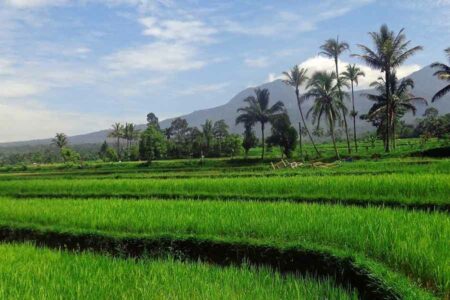 Pertumbuhan Ekonomi Indonesia Triwulan II Capai 5,12 Persen, Sektor Pertanian Jadi Penopang Utama Ilustrasi sawah yang menghampar di desa (foto: Choukyin, pixabay)
