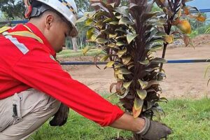 Brantas Abipraya Berikan Kontribusi Lingkungan Bersih di Proyek Penataan Kampung Seni Borobudur