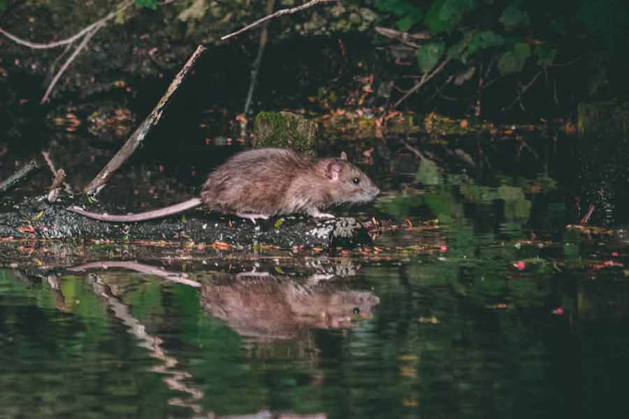 Ilustrasi tikus di genangan air (foto: Matt Seymour, unsplash)