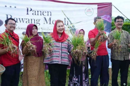 Varietas bawang merah ini bisa dikembangkan lebih luas di Kota Semarang (foto: Dok Pemkot Semarang)