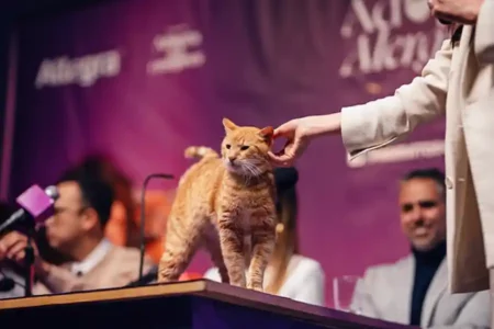 Pertama Kali Digelar, Konferensi Pers Bersama Kucing di Kolombia