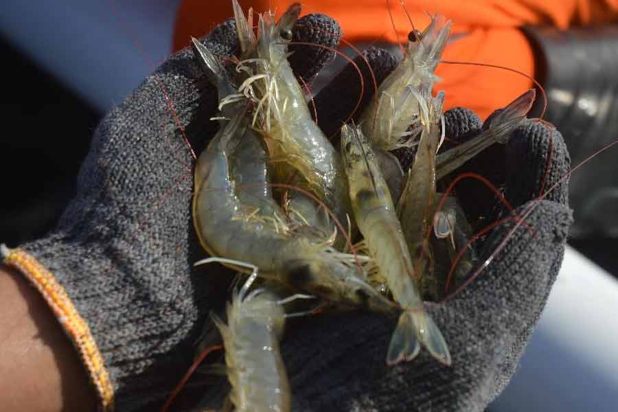 Hasil budi daya udang