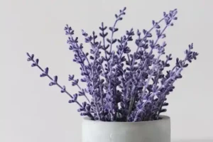 Tak Hanya Lavender, Tanaman Ini juga Teruji Ampuh Mengusir Nyamuk Tanaman lavender