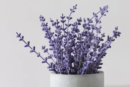 Tak Hanya Lavender, Tanaman Ini juga Teruji Ampuh Mengusir Nyamuk Tanaman lavender