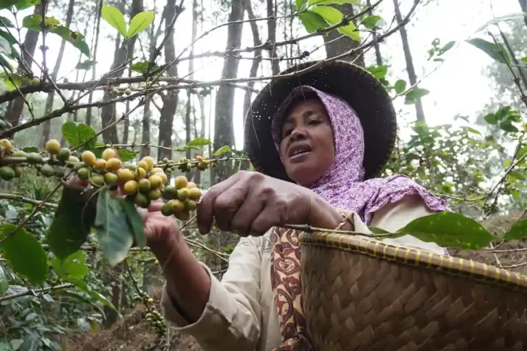 Budidaya Kopi Puntang di Desa Campaka Mulya, Kecamatan Cimaung, Kabupaten Bandung