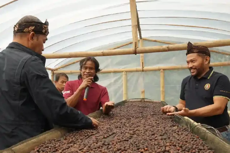 Budidaya Kopi Puntang di Desa Campaka Mulya, Kecamatan Cimaung, Kabupaten Bandung