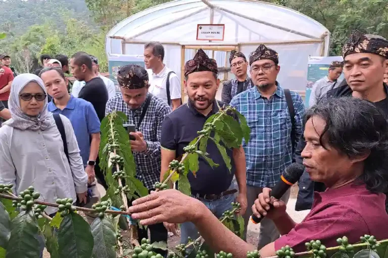 Budidaya Kopi Puntang di Desa Campaka Mulya, Kecamatan Cimaung, Kabupaten Bandung
