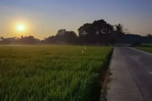 Ribuan Hektar Sawah Purwakarta Diasuransikan untuk Lindungi Petani dari Gagal Panen Area persawahan di Purwakarta, Jawa Barat (foto: Yayan Sopian, unsplash)