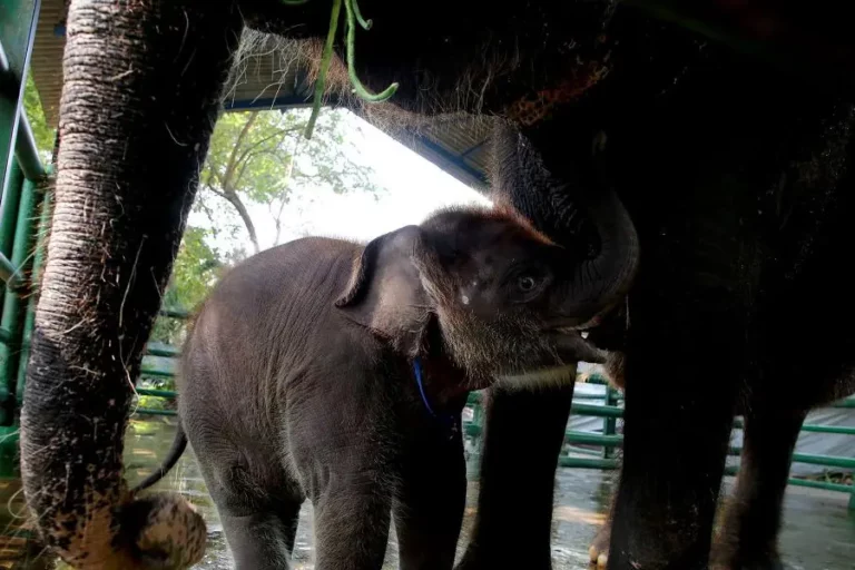 Ada Rocky Balboa di Kebun Binatang Surabaya, Bikin Penasaran! Rocky Balboa, anak gajah hasil perkawinan indukan gajah betina yang bernama Lembang dan indukan jantan bernama Doa