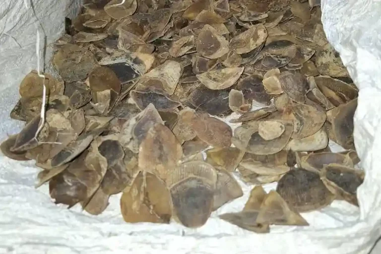 Barang bukti sisik trenggiling di Tanjungbalai yang berhasil diamankan Tim Subdit IV Tipidter Direktorat (Dit) Reskrimsus Polda Sumut