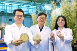 Dari kiri ke kanan, Lin Yitao, Profesor Qiu Jianwen, dan Li Yixuan, menunjukkan temuannya, dua spesies windowpane shell dari Hong Kong dan Laut China Selatan (fot: Dok HKBU)
