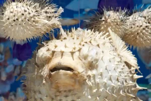 Kasus Keracunan Ikan Buntal di NTB, Dosen Unair Ingatkan Pentingnya Pengolahan yang Tepat Ilustrasi ikan buntal (foto: A Perry, unsplash)