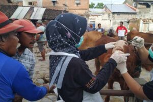 Langkah antisipasi sebaran PMK di Kabupaten Kediri