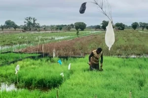 Program BAZNAS Percepat Persemaian Tahap II di Barito Kuala Program pemberdayaan ekonomi BAZNAS di lahan pertanian Desa Anjir Pasar Kota II, Kecamatan Anjir Pasar, Kabupaten Barito Kuala